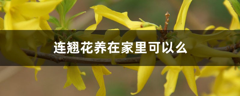 连翘花养在家里可以么，养殖方法和注意事项