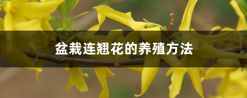 盆栽连翘花的养殖方法，特性及养护