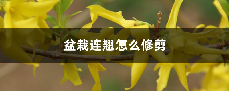 盆栽连翘怎么修剪，为啥不结果