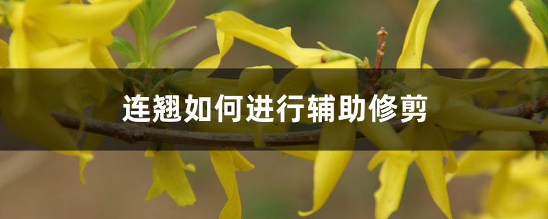 连翘如何进行辅助修剪，如何提高坐果