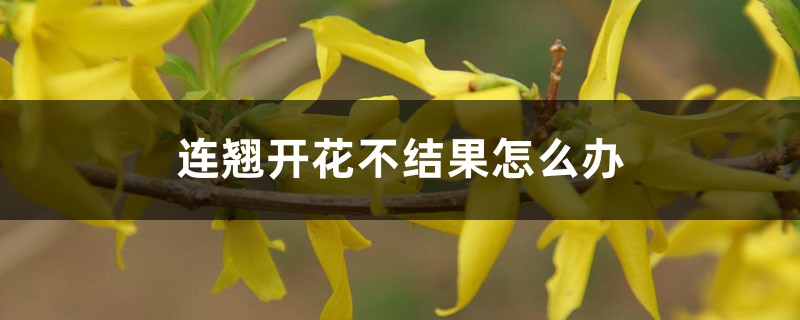 连翘开花不结果怎么办，不开花是什么原因