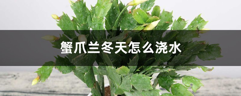 蟹爪兰冬天怎么浇水