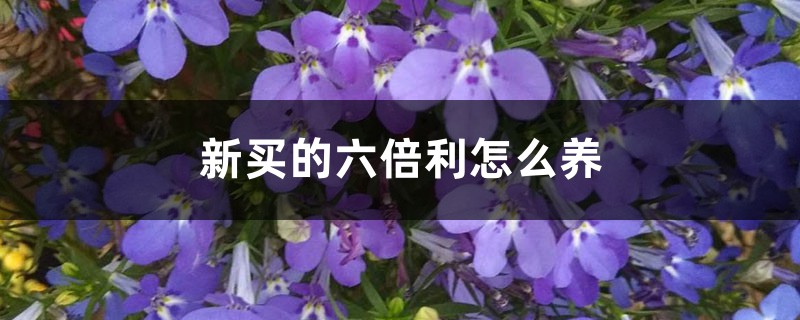 新买的六倍利怎么养