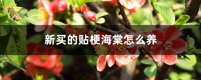新买的贴梗海棠怎么养