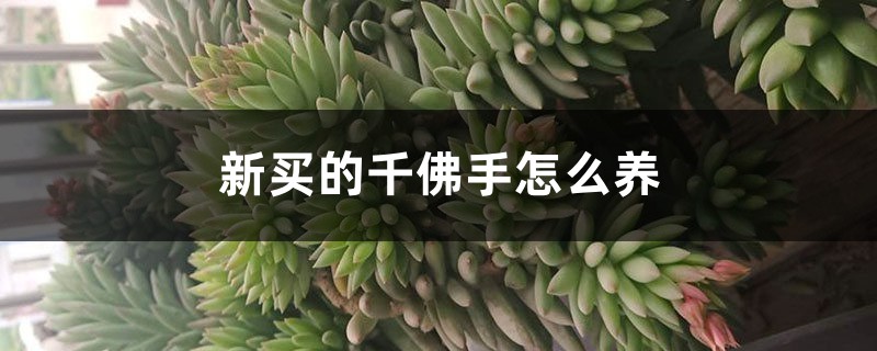 新买的千佛手怎么养