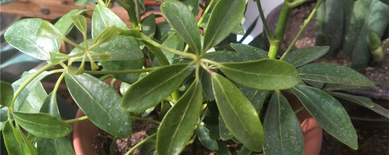 新买的鸭掌木怎么养