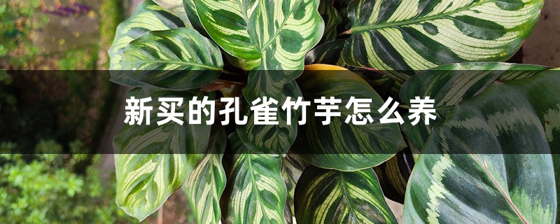 新买的孔雀竹芋怎么养