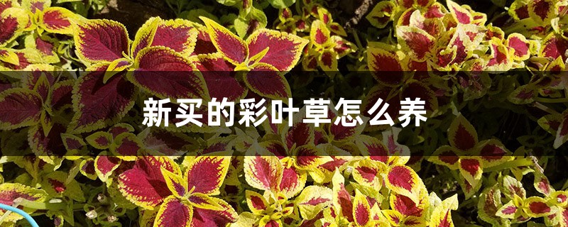 新买的彩叶草怎么养