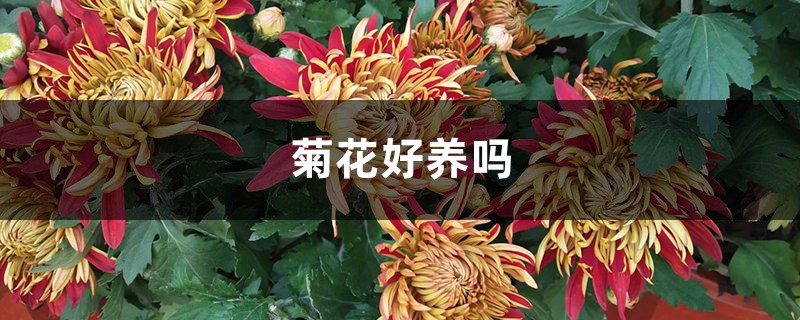 菊花好养吗