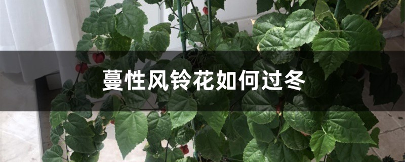 蔓性风铃花如何过冬，会冻死吗