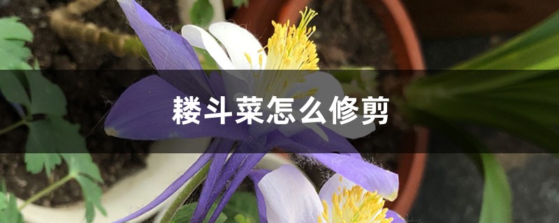 耧斗菜怎么修剪，怎么繁殖