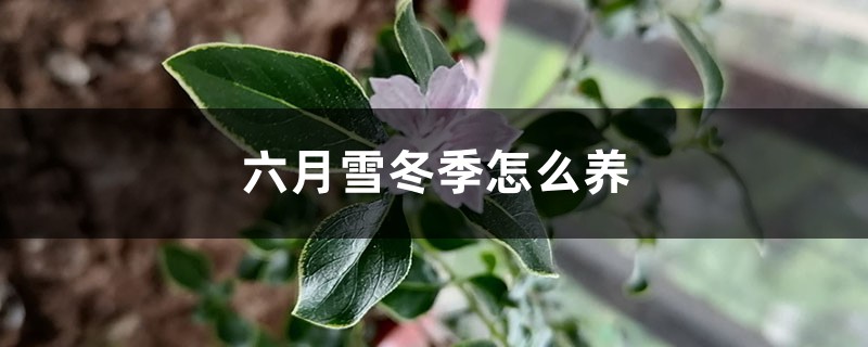 六月雪冬季怎么养，冬天会落叶吗