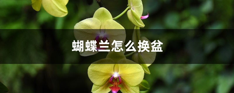 蝴蝶兰怎么换盆
