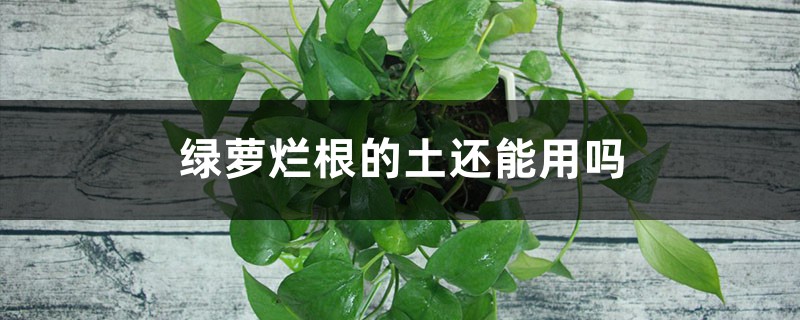绿萝烂根的土还能用吗