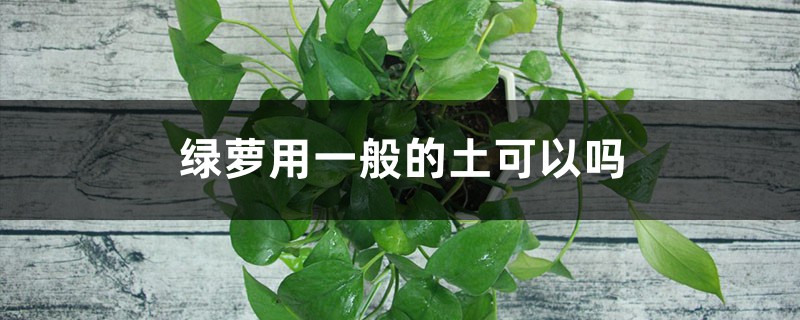 绿萝用一般的土可以吗