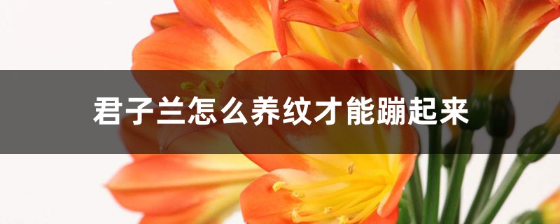 君子兰怎么养纹才能蹦起来