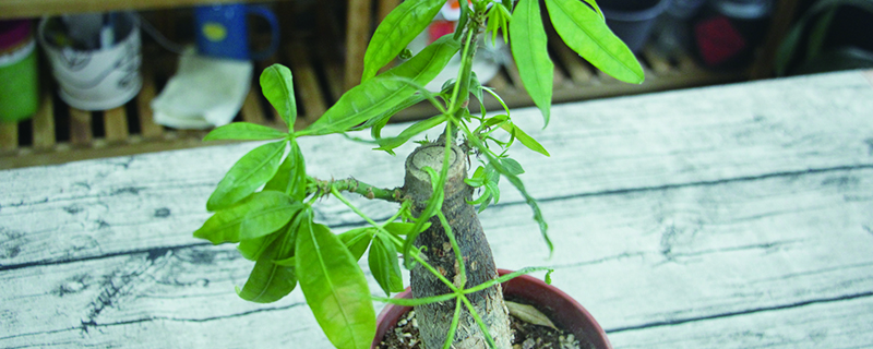 风水中最招财的植物，客厅养什么植物风水好