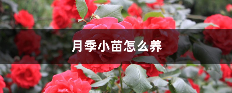月季小苗怎么养，如何养壮
