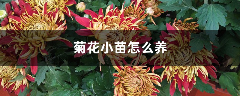 菊花小苗怎么养，什么季节种最好