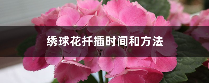 绣球花扦插时间和方法