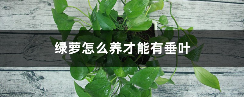 绿萝怎么养才能有垂叶