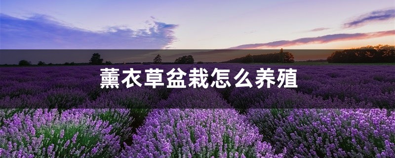 薰衣草盆栽怎么养殖
