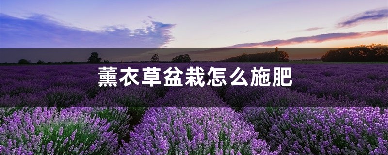 薰衣草盆栽怎么施肥