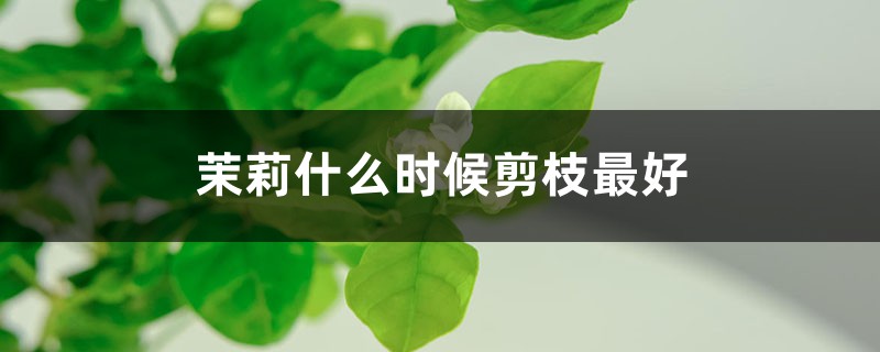 茉莉什么时候剪枝最好