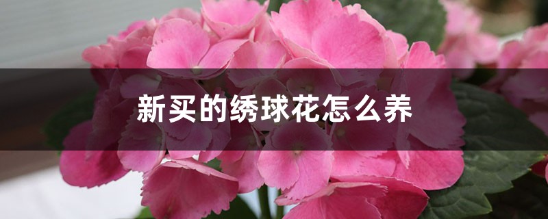 新买的绣球花怎么养