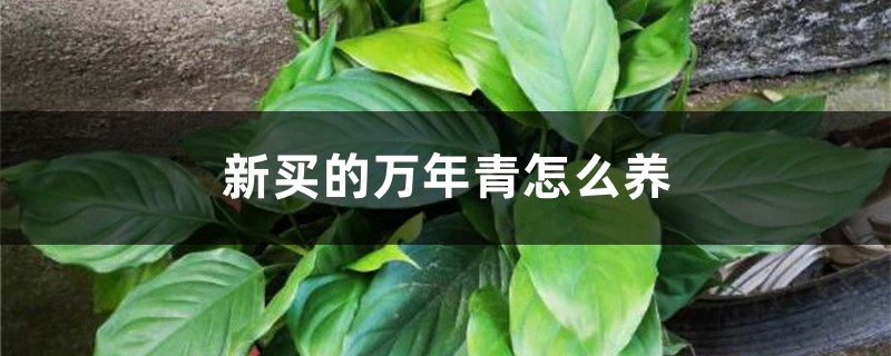 新买的万年青怎么养
