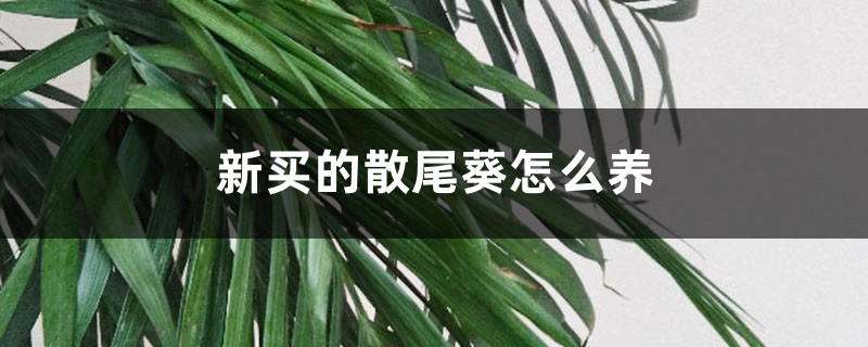 新买的散尾葵怎么养