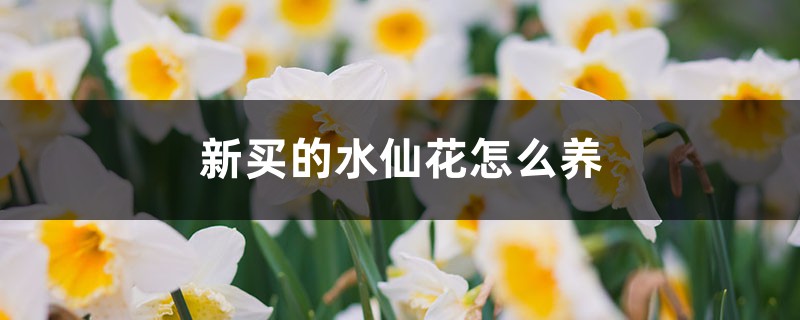 新买的水仙花怎么养