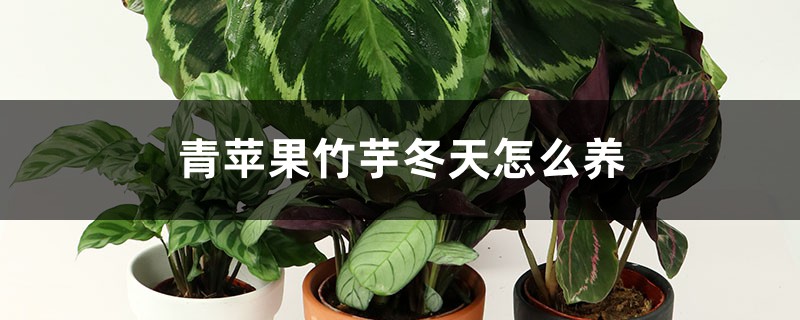 青苹果竹芋冬天怎么养，叶子枯萎了怎么办