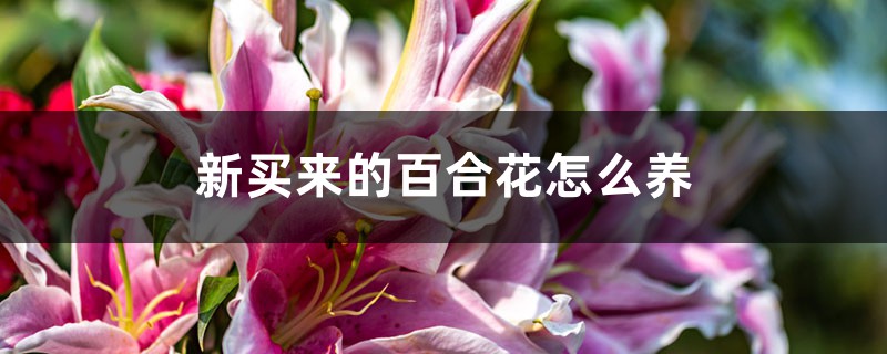 新买来的百合花怎么养