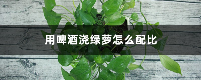 用啤酒浇绿萝怎么配比