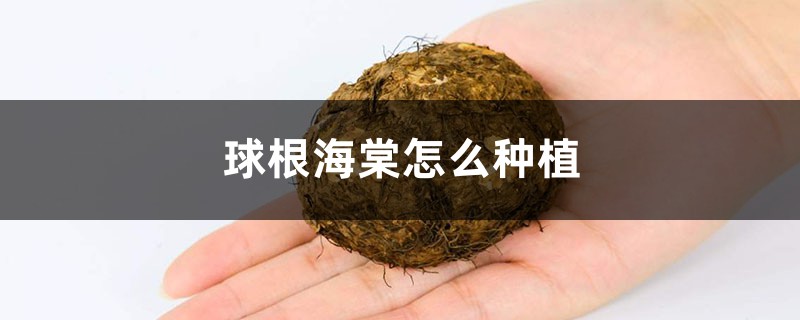 球根海棠怎么种植，用什么土种植