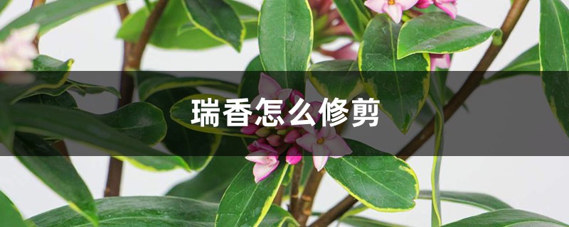 瑞香怎么修剪，什么时候修剪最好