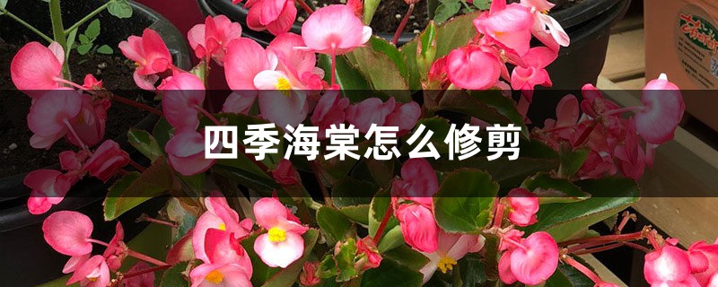 四季海棠怎么修剪，什么时候修剪