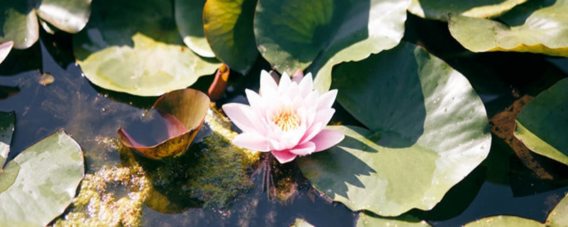 睡莲种子怎么发芽，发芽后怎么种植