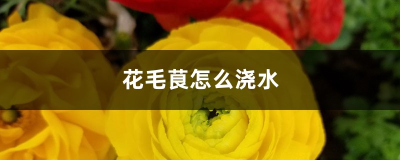 花毛茛怎么浇水