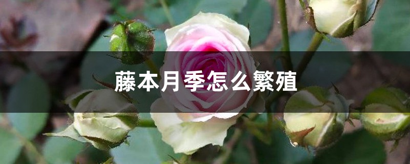 藤本月季怎么繁殖，可以扦插吗