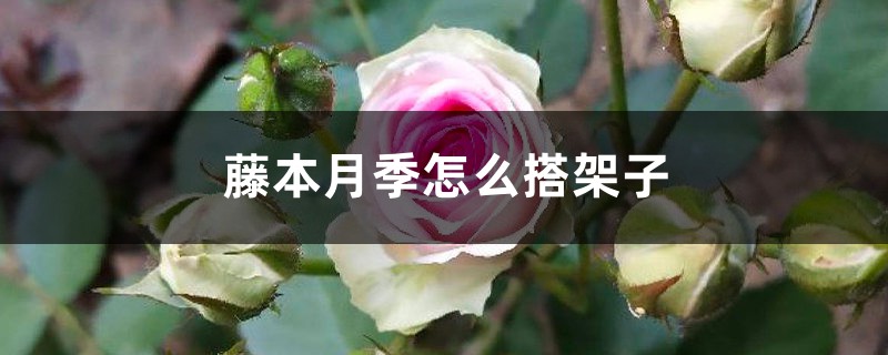 藤本月季怎么搭架子，怎么牵引