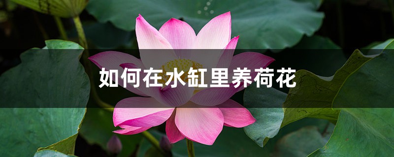 如何在水缸里养荷花