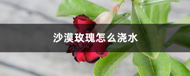 沙漠玫瑰怎么浇水，浇水多了怎么办