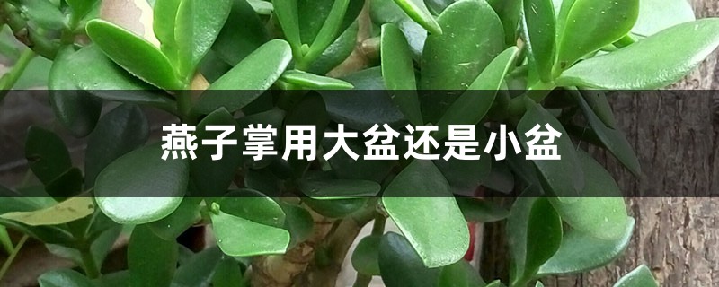 燕子掌用大盆还是小盆