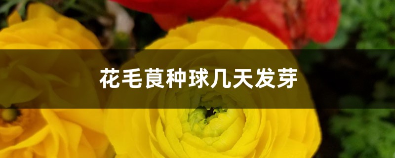 花毛茛种球几天发芽