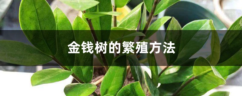 金钱树的繁殖方法
