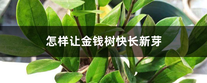 怎样让金钱树快长新芽