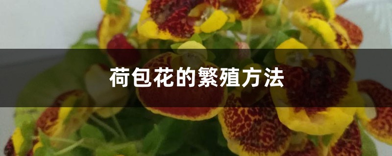 荷包花的繁殖方法，怎么养