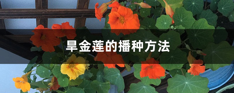 旱金莲的播种方法，如何催芽